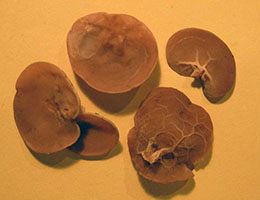 Auricularia auricula 